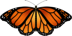 Život motýľa - Dospelý motýľ